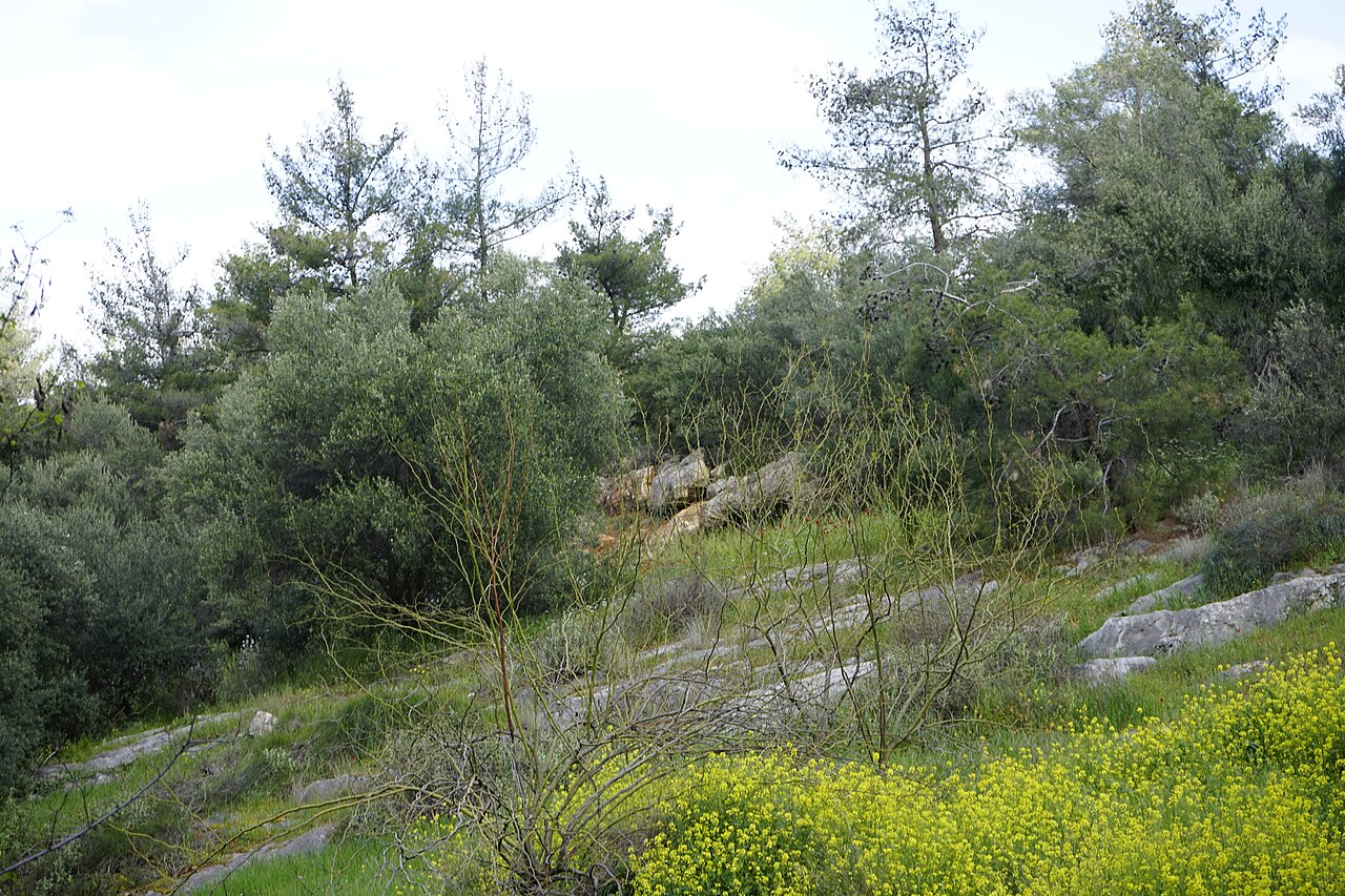 Kaisariani Aesthetic Forest. Photo by Carl Ha (CC BY-SA 4.0)