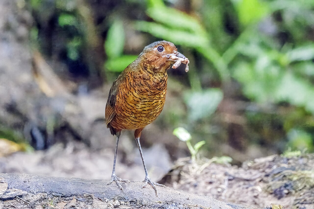 Refugio Paz de las Aves, Ecuador. Photo by Charles J. Sharp (CC BY-SA 4.0)