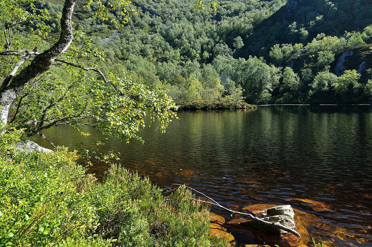 Bosque de Muniellos. Photo by Yojimbo jpr (CC BY-SA 3.0)