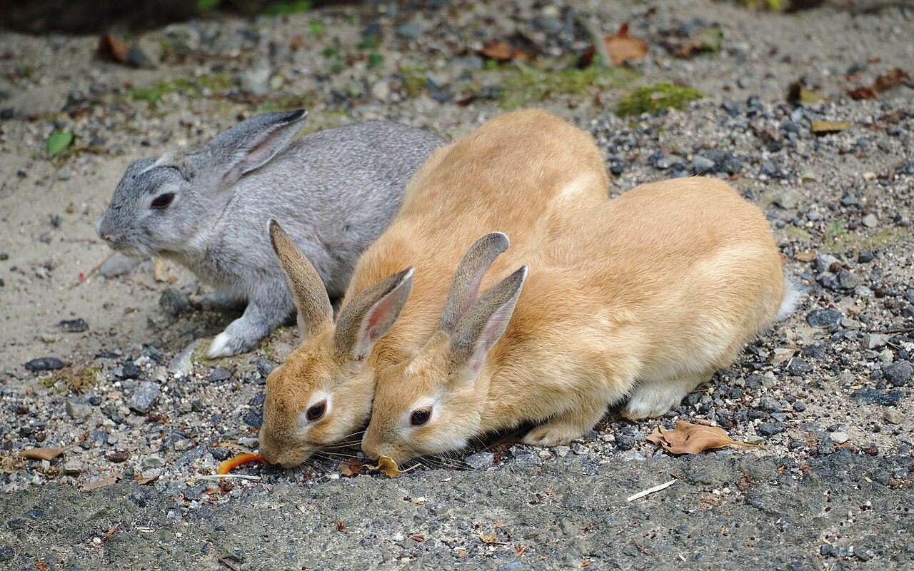 Okunoshima. Photo by Steffen Flor (CC BY-SA 2.0)